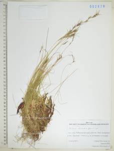 KHA2878, Festuca auriculata Drobow, Siberia, Russian Far East (S6) (Russia)