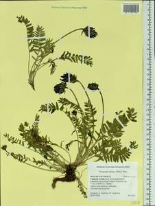 Oxytropis altaica (Pall.)Pers., Siberia, Altai & Sayany Mountains (S2) (Russia)