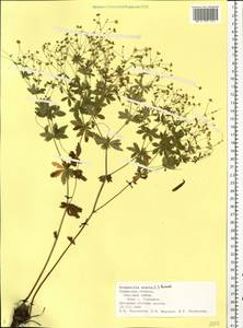 Potentilla erecta (L.) Raeusch., Eastern Europe, Central region (E4) (Russia)