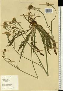 Scorzoneroides autumnalis subsp. autumnalis, Eastern Europe, Central region (E4) (Russia)