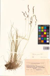 Festuca picturata Pils, Eastern Europe, West Ukrainian region (E13) (Ukraine)