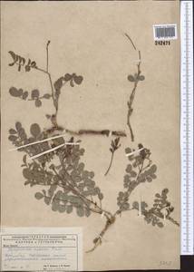 Glycyrrhiza aspera Pall., Middle Asia, Caspian Ustyurt & Northern Aralia (M8) (Kazakhstan)