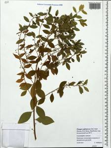 Flueggea suffruticosa (Pall.) Baill., Eastern Europe, Moscow region (E4a) (Russia)