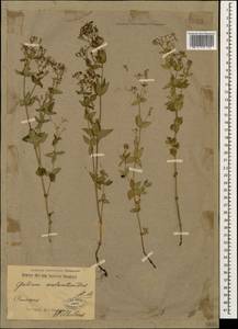 Galium valantioides M.Bieb., Caucasus (no precise locality) (K0)