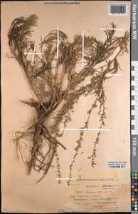Artemisia marschalliana Spreng., Middle Asia, Northern & Central Kazakhstan (M10) (Kazakhstan)