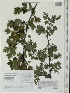 Crataegus ×subsphaericea Gand., Eastern Europe, Central region (E4) (Russia)