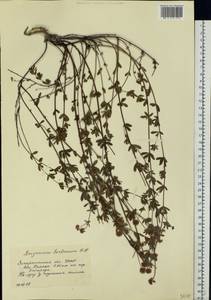 Dorycnium pentaphyllum subsp. herbaceum (Vill.)Rouy, Eastern Europe, West Ukrainian region (E13) (Ukraine)