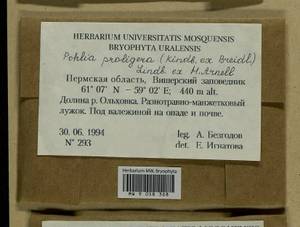 Pohlia proligera (Kindb. ex Breidl.) Lindb. ex Arnell, Bryophytes, Bryophytes - Permsky Krai, Udmurt Republic, Sverdlovsk & Kirov Oblasts (B8) (Russia)
