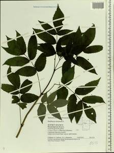 Sambucus racemosa L., Eastern Europe, Central region (E4) (Russia)