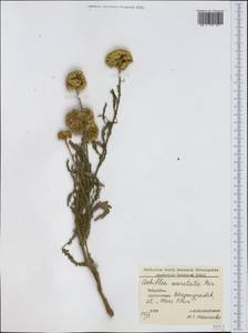 Achillea coarctata Poir., Western Europe (EUR) (Bulgaria)