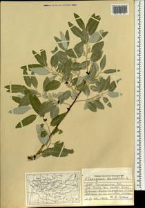 Elaeagnus angustifolia subsp. orientalis (L.) Soják, Mongolia (MONG) (Mongolia)