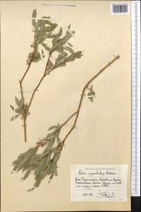 Salix pycnostachya Anderss., Middle Asia, Pamir & Pamiro-Alai (M2) (Tajikistan)