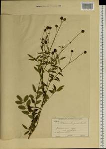 Poterium sanguisorba, Eastern Europe, Moscow region (E4a) (Russia)
