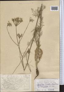 Hyalolaena trichophylla (Schrenk) Pimenov & Kljuykov, Middle Asia, Northern & Central Tian Shan (M4) (Kazakhstan)