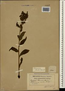 Pulmonaria obscura Dumort., Crimea (KRYM) (Russia)