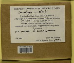 Boulaya mittenii (Broth.) Cardot, Bryophytes, Bryophytes - Russian Far East (excl. Chukotka & Kamchatka) (B20) (Russia)