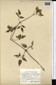 Clematis sibirica (L.) Mill., Middle Asia, Northern & Central Tian Shan (M4) (Kyrgyzstan)