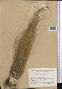 Stipa zalesskii Wilensky, Middle Asia, Northern & Central Kazakhstan (M10) (Kazakhstan)
