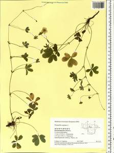 Potentilla reptans L., Eastern Europe, Central region (E4) (Russia)