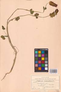 Trifolium incarnatum L., Eastern Europe, West Ukrainian region (E13) (Ukraine)