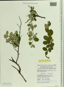 Cotoneaster melanocarpus G. Lodd., Eastern Europe, Northern region (E1) (Russia)