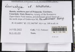 Lewinskya sordida (Sull. & Lesq.) F. Lara, Garilleti & Goffinet, Bryophytes, Bryophytes - Russian Far East (excl. Chukotka & Kamchatka) (B20) (Russia)