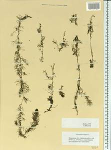 Utricularia vulgaris L., Eastern Europe, Moscow region (E4a) (Russia)