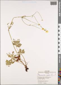 Ranunculus propinquus C.A.Mey., Siberia, Altai & Sayany Mountains (S2) (Russia)