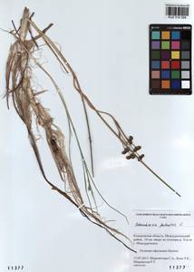 Scheuchzeria palustris L., Siberia, Altai & Sayany Mountains (S2) (Russia)