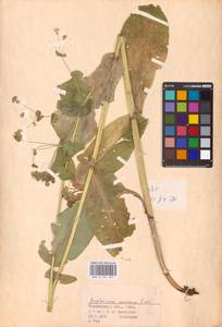 Bupleurum aureum Fisch., Eastern Europe, Eastern region (E10) (Russia)