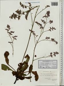 Limonium gmelini (Willd.) Kuntze, Eastern Europe, Lower Volga region (E9) (Russia)