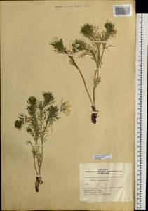 Adonis vernalis L., Siberia, Western Siberia (S1) (Russia)