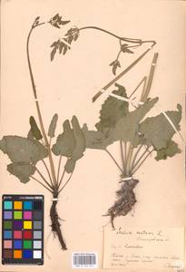 MHA 0 156 241, Salvia nutans L., Eastern Europe, Central forest-and-steppe region (E6) (Russia)