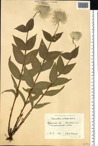 Clematis integrifolia L., Eastern Europe, North Ukrainian region (E11) (Ukraine)