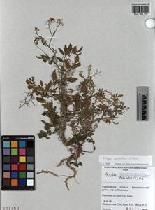 KUZ 005 116, Rorippa sylvestris (L.) Besser, Siberia, Altai & Sayany Mountains (S2) (Russia)