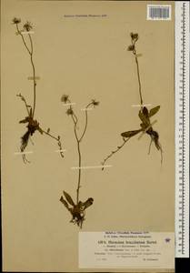Pilosella acutifolia subsp. acutifolia, Caucasus, Black Sea Shore (from Novorossiysk to Adler) (K3) (Russia)