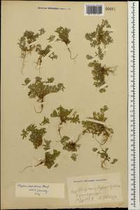 Alyssum turkestanicum Regel & Schmalh. ex Regel, Caucasus, Georgia (K4) (Georgia)