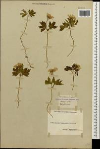 Cardamine quinquefolia (M. Bieb.) Schmalh., Caucasus, Black Sea Shore (from Novorossiysk to Adler) (K3) (Russia)