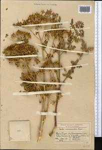 Ferula samarkandica Korovin, Middle Asia, Western Tian Shan & Karatau (M3) (Uzbekistan)