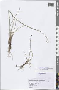 Triglochin palustris L., Middle Asia, Northern & Central Tian Shan (M4) (Kyrgyzstan)