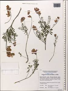 Hedysarum tauricum Willd., Caucasus, Black Sea Shore (from Novorossiysk to Adler) (K3) (Russia)