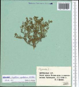 Lepidium apetalum Willd., Middle Asia, Northern & Central Tian Shan (M4) (Kyrgyzstan)