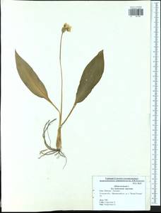 Allium ursinum L., Eastern Europe, Central region (E4) (Russia)