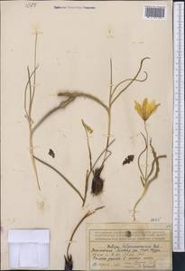 Tulipa kolpakowskiana Regel, Middle Asia, Northern & Central Tian Shan (M4) (Kazakhstan)