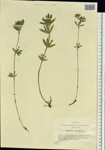 Trifolium lupinaster L., Siberia, Altai & Sayany Mountains (S2) (Russia)