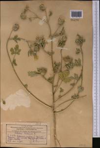 Hibiscus trionum L., Middle Asia, Kopet Dag, Badkhyz, Small & Great Balkhan (M1) (Turkmenistan)