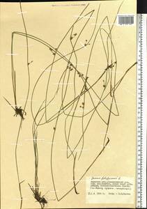 Juncus filiformis L., Siberia, Russian Far East (S6) (Russia)