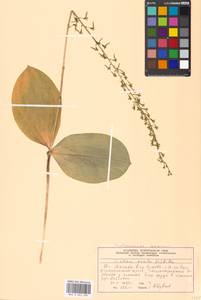 Neottia ovata (L.) Bluff & Fingerh., Eastern Europe, Moscow region (E4a) (Russia)