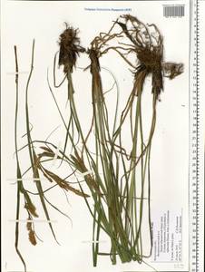 Carex aquatilis Wahlenb., Eastern Europe, Northern region (E1) (Russia)