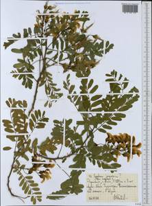 Styphnolobium japonicum (L.)Schott, Africa (AFR) (Ethiopia)